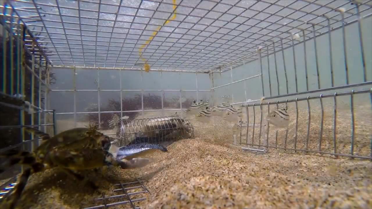 沙滩海钓，钓鱼之前下个螃蟹笼，看看收获如何