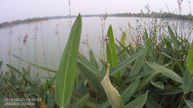 鹤鸣湖，美丽国家湿地公园，在许昌花博园，背景老歌，爱在深秋