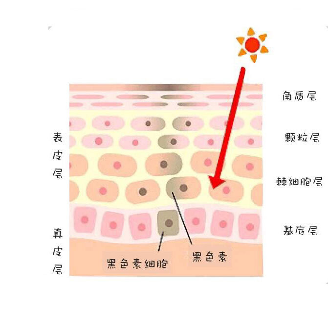 紫外线是形成色斑的主要原因之一,当皮肤过于暴露在日光下,表