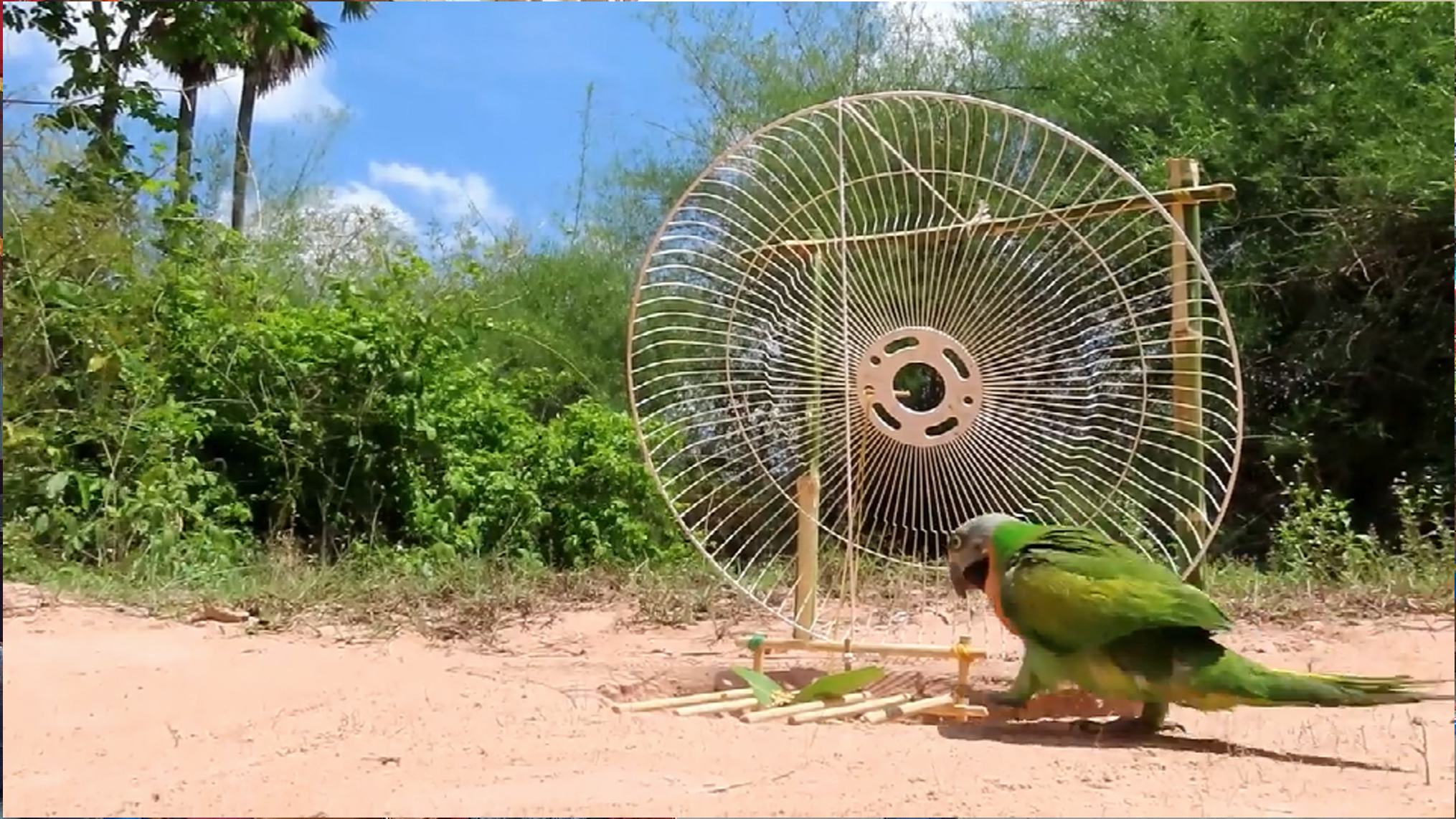 景隆JL-2020折叠鸽子笼 家用捕鸟笼捕鸽笼