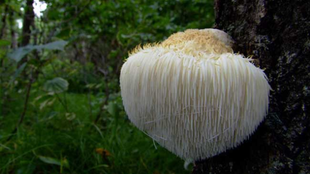 农村植物：枯树上猴头菇，价值高昂，极为珍贵，有遇到过吗？