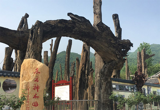 东方神木园（图片来源：桐柏山木雕博物馆）