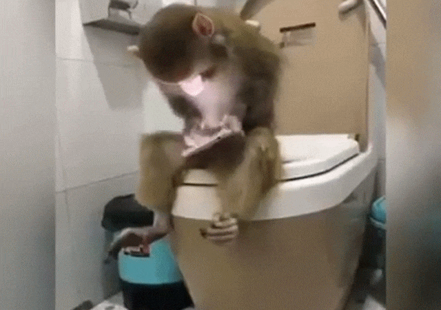 事实证明,上厕所玩手机是灵长类本能 14.