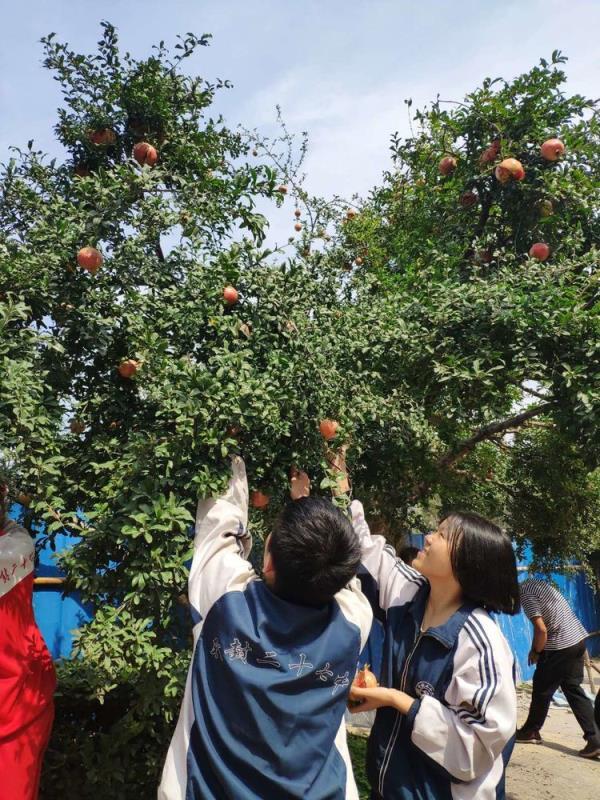 开封市第二十七中学开展"迎国庆摘石榴"活动