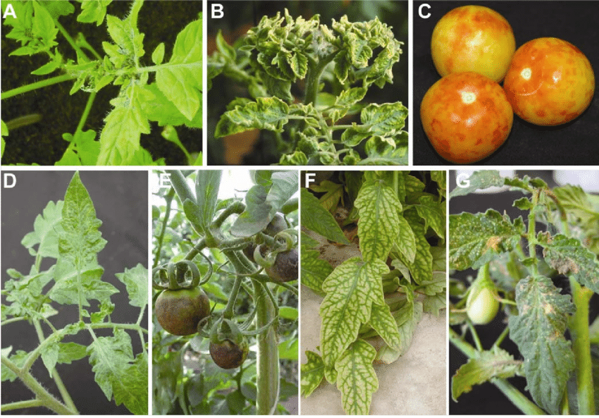 1-19630.4-2011),供广大种植朋友进行病害判断和防治. 1,病毒病