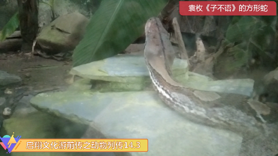 袁枚《子不语》中的方形蛇