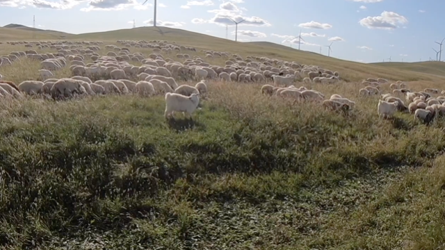内蒙古大草原看到一个羊倌放一大群羊，说有900只，全是小肥羊