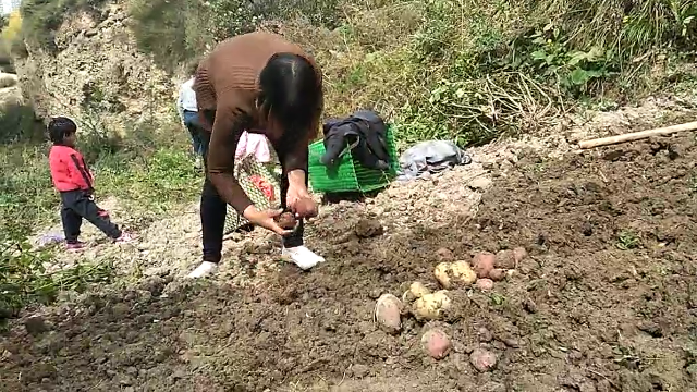 甘肃农村农民热火朝天采挖土豆，大人小孩全部出动！