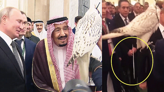 实拍：普京访问沙特赠送国王珍稀猎鹰 观看时猎鹰突然“拉”了