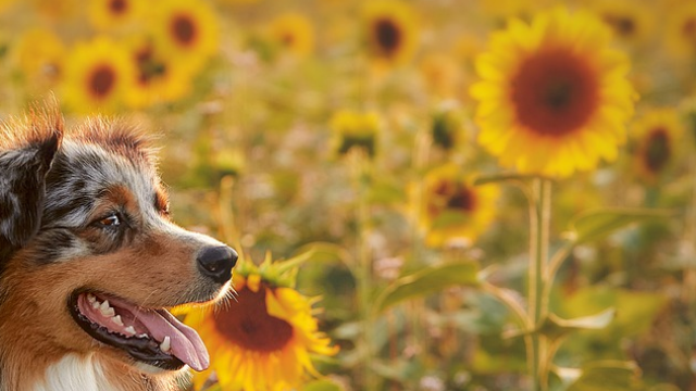 手机怎样投屏到电脑