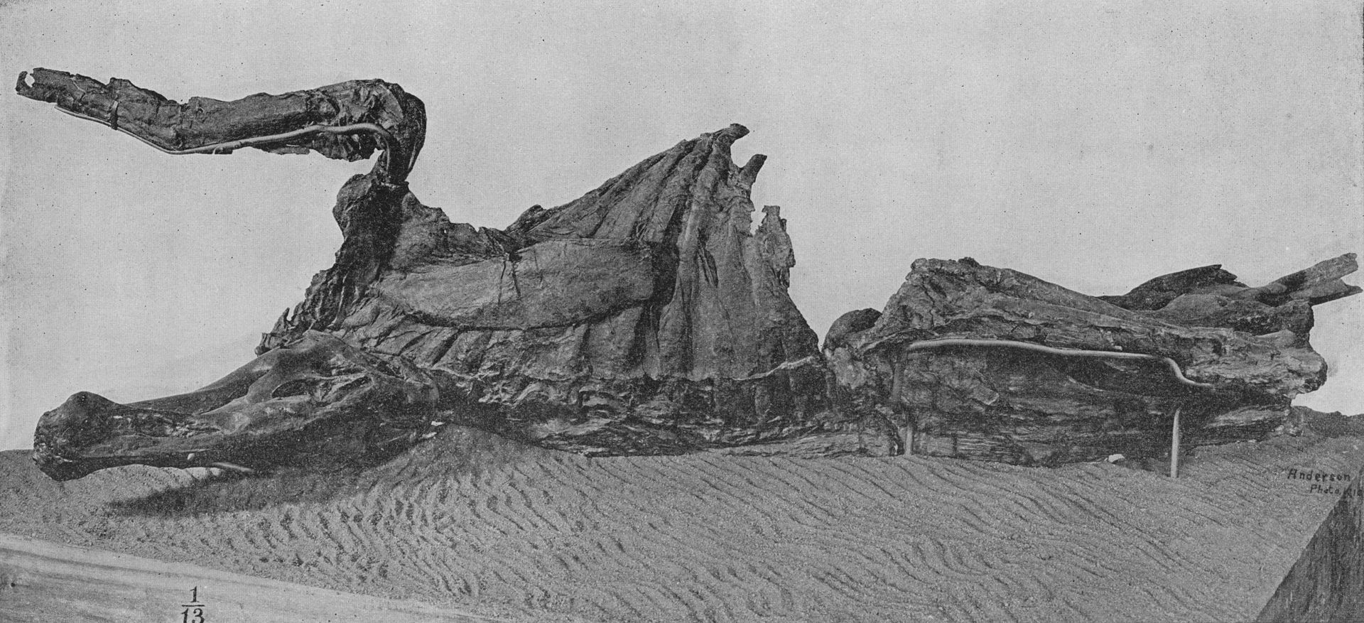 美国发现长了马蹄子的恐龙木乃伊