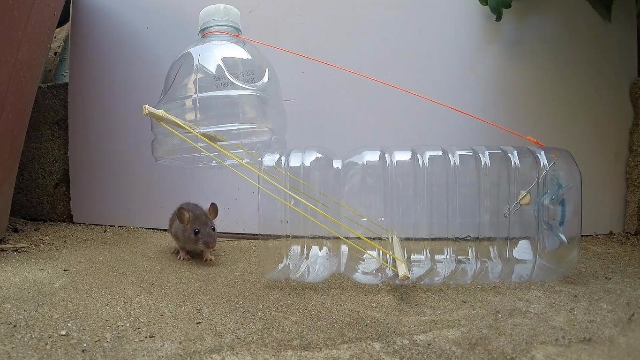 用矿泉水瓶子抓老鼠，一个也跑不了！