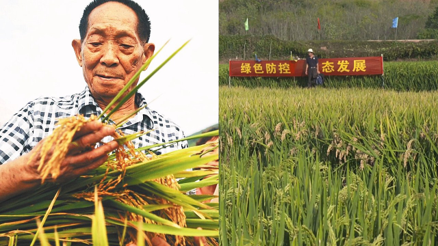 亩产1046.3公斤！袁隆平第三代杂交水稻首测亩产破千公斤