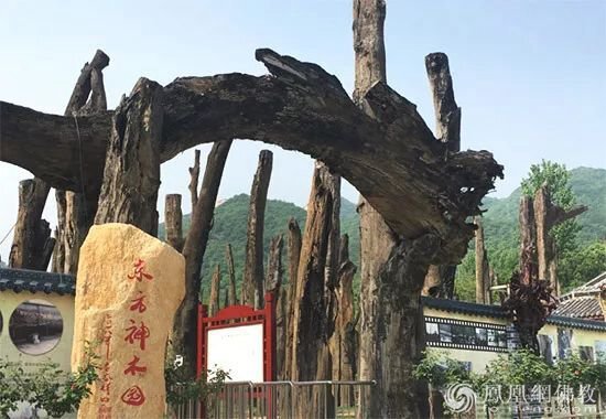 东方神木园（（图片来源：凤凰网佛教 摄影：桐柏山乌木博物馆）