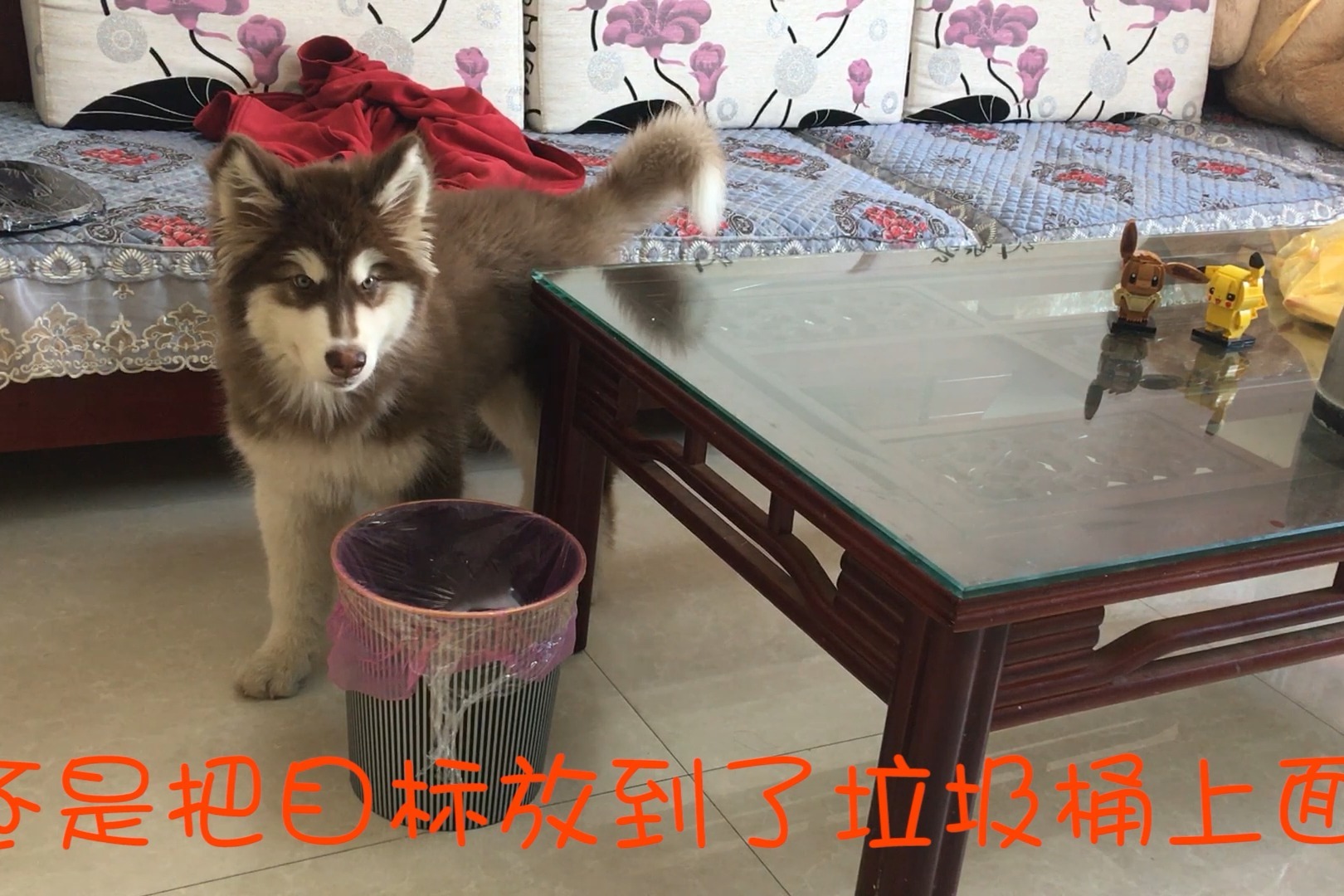 阿拉斯加太爱翻垃圾桶，主人想出了一个办法，阿拉这下可老实了