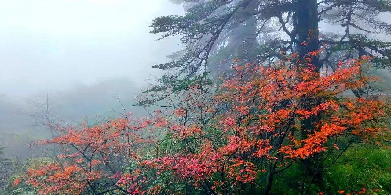 摄/尹霜林 瓦屋山景区目前已规划 三条特色康养游步道,为大家提供