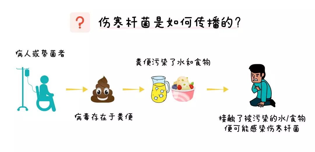 它是由伤寒杆菌引起的急性消化道传染病 和甲肝病毒传播方式类似 致