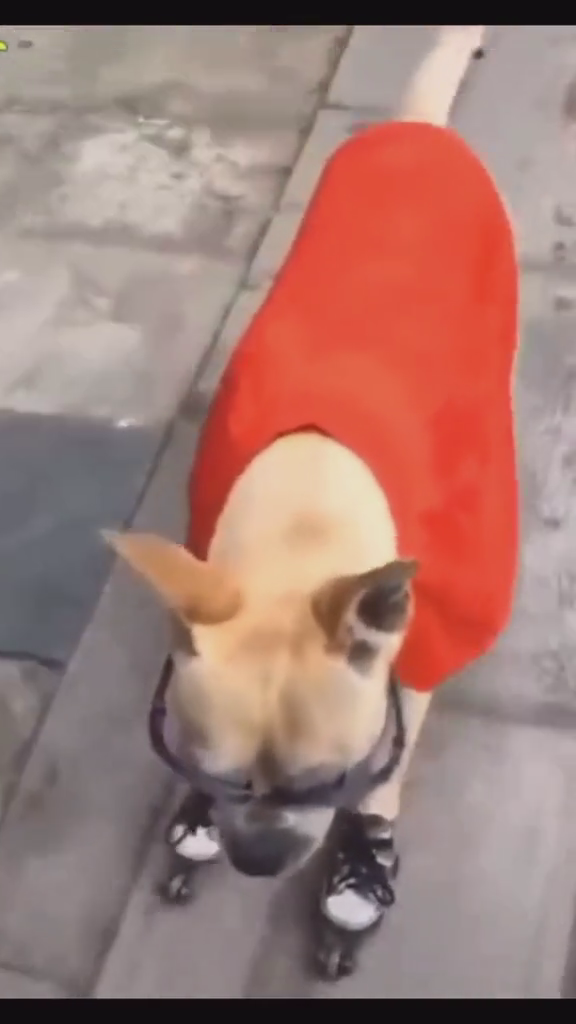 我滴个乖乖，狗子成精了居然玩滑轮鞋，而且还滑的这么溜