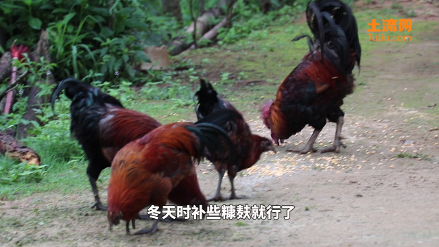 散养鸡这样养，投资小，利润高，好处多