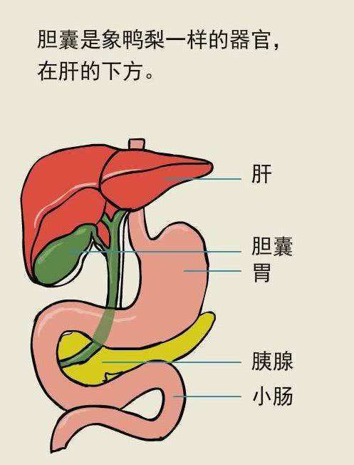 做好六点,正确合理的预防慢性胆囊炎,保护好自己的胆囊