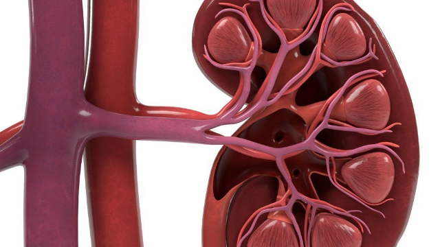 慢性肾炎肌酐190,吃大黄适得其反,中医调理45