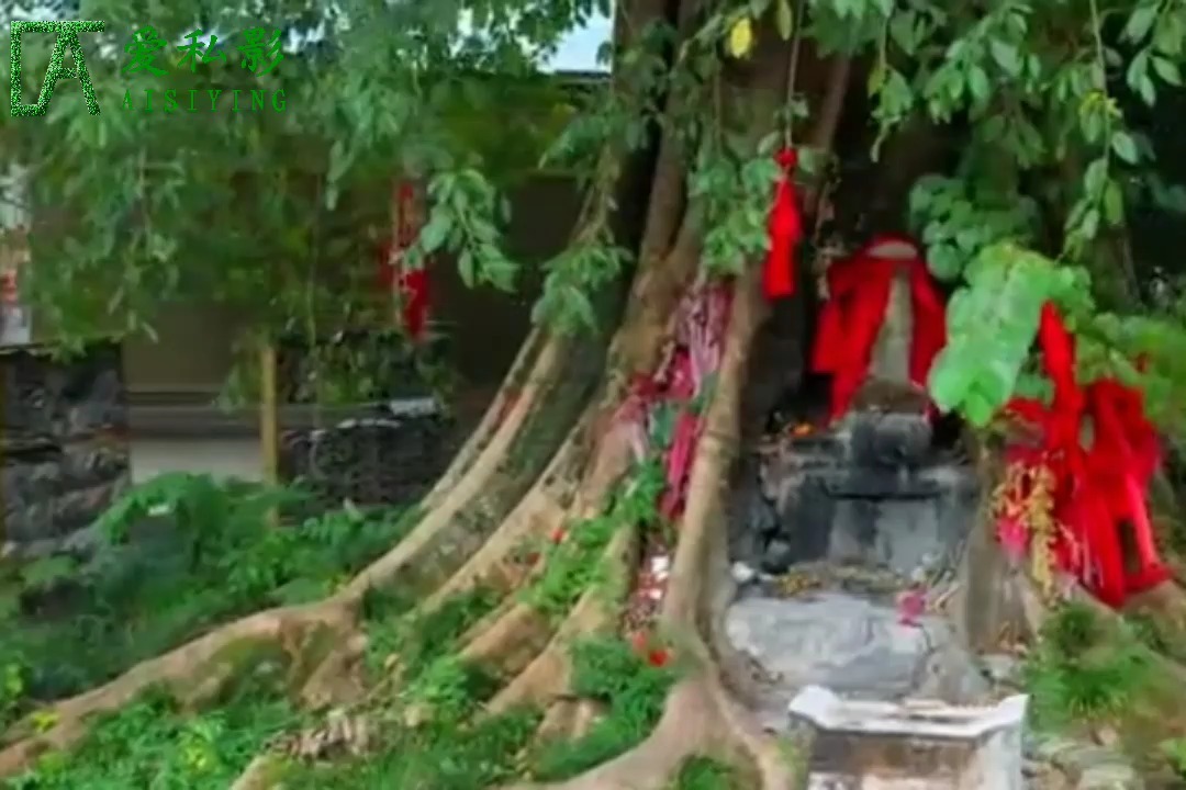贵州黔西南一个布依族村庄里,发现一棵树龄有1000多年的黄葛树