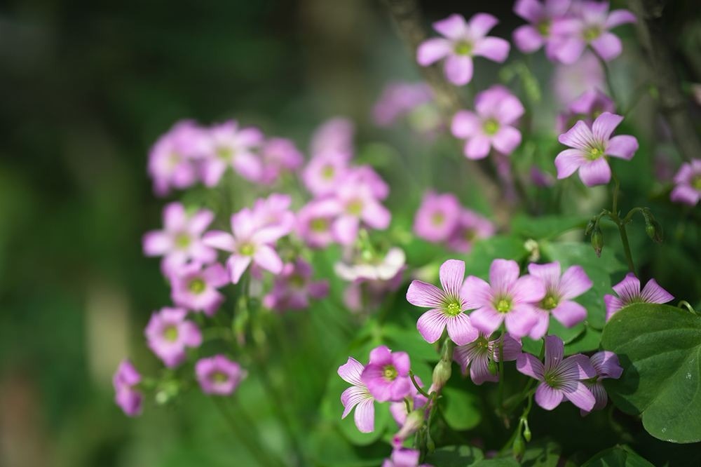 农村一种植物，长的很像“人参”，有神奇的功效，却不为人知！
