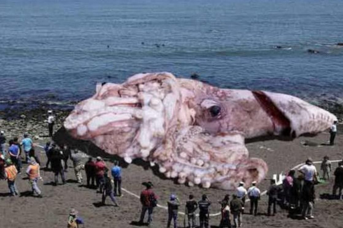 日本海岸惊现30米长“怪物”，专家：赶紧撤离，场面一度失控！