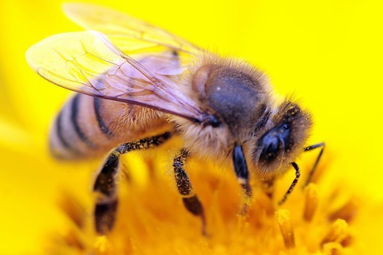 奇怪的大只蜜蜂，有人说是蜂鸟，你认为呢？