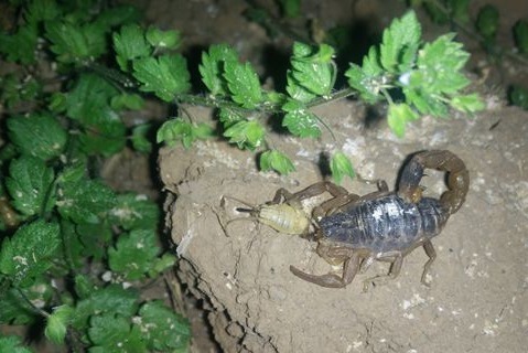第1集蝎子养殖专家谈养蝎子入门1，养蝎子三个月大量死亡