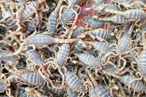 第8集蝎子养殖专家陈超峰谈养蝎子入门8，种蝎子的来源