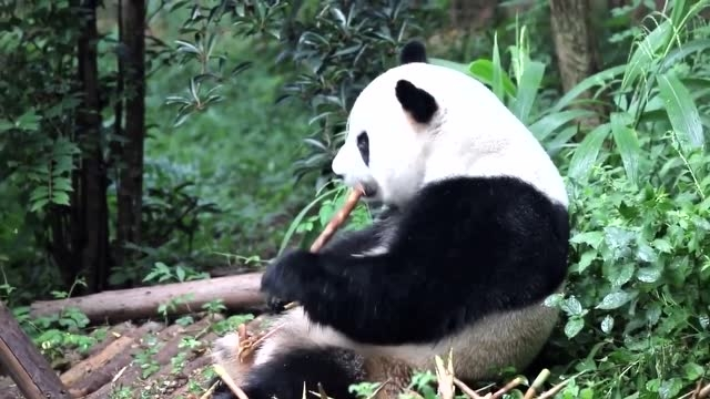 大熊猫做为标准的吃货，不仅仅是爱吃东西，还吃的那么好看