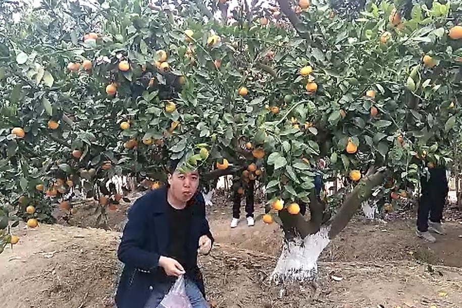 冬天！农村小伙来长兴岛摘桔子，不吃白不吃，吃了白吃了