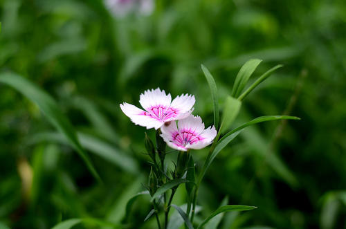 居然可以這樣（養(yǎng)花技術(shù)要求）養(yǎng)花需要注意的最基本三要素是什么，養(yǎng)花最重要的是什么？知道這些秘訣，養(yǎng)什么花都不用擔(dān)心了，支付寶安全控件，