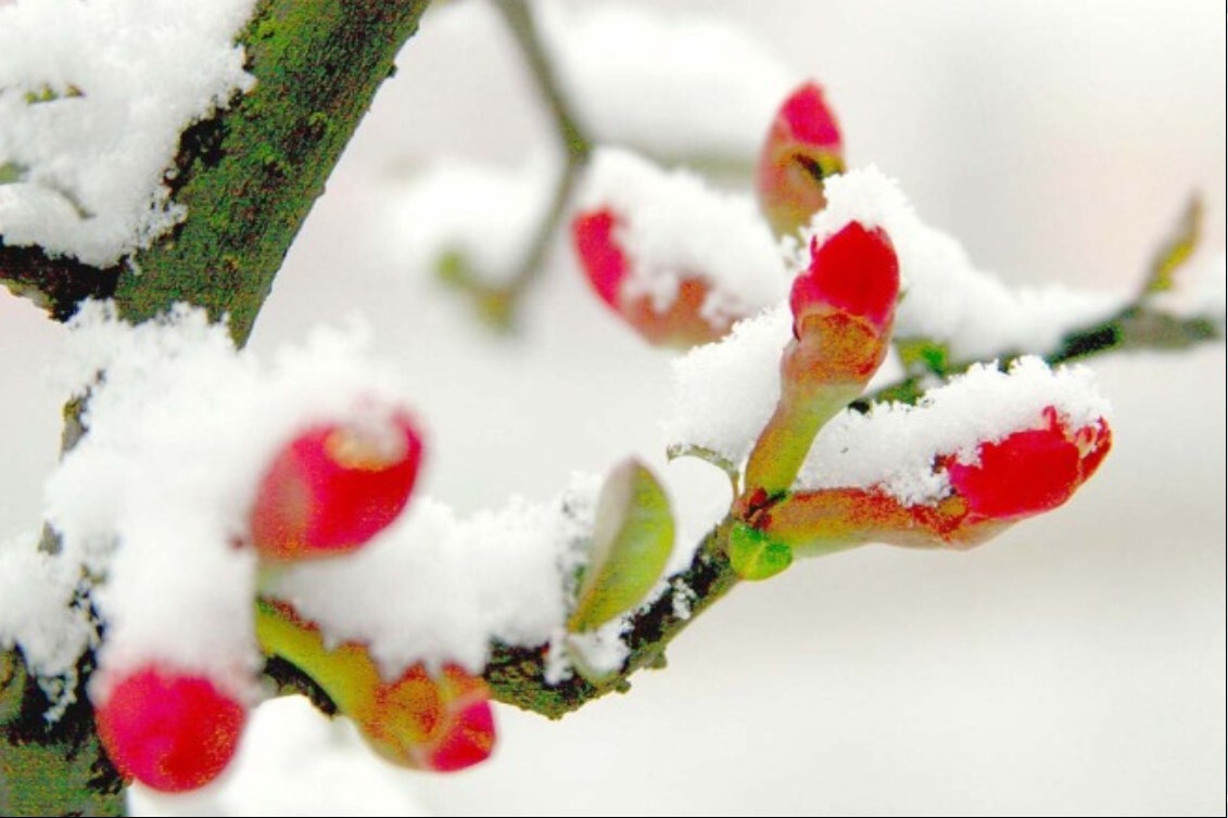 学到了（描写雪的诗句 古诗(写雪的美)）描写雪的诗句古诗名句 第1张