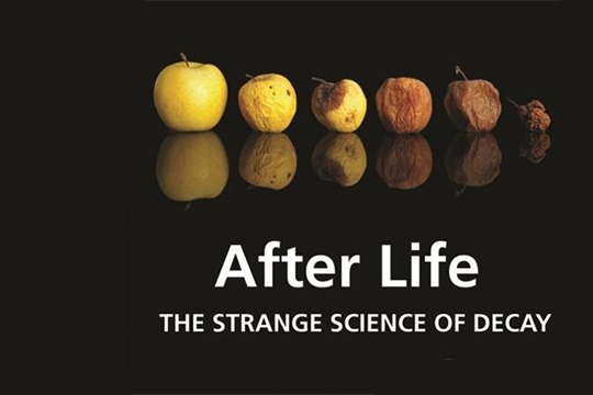 奇趣大自然，生命循环：奇异的腐烂科学