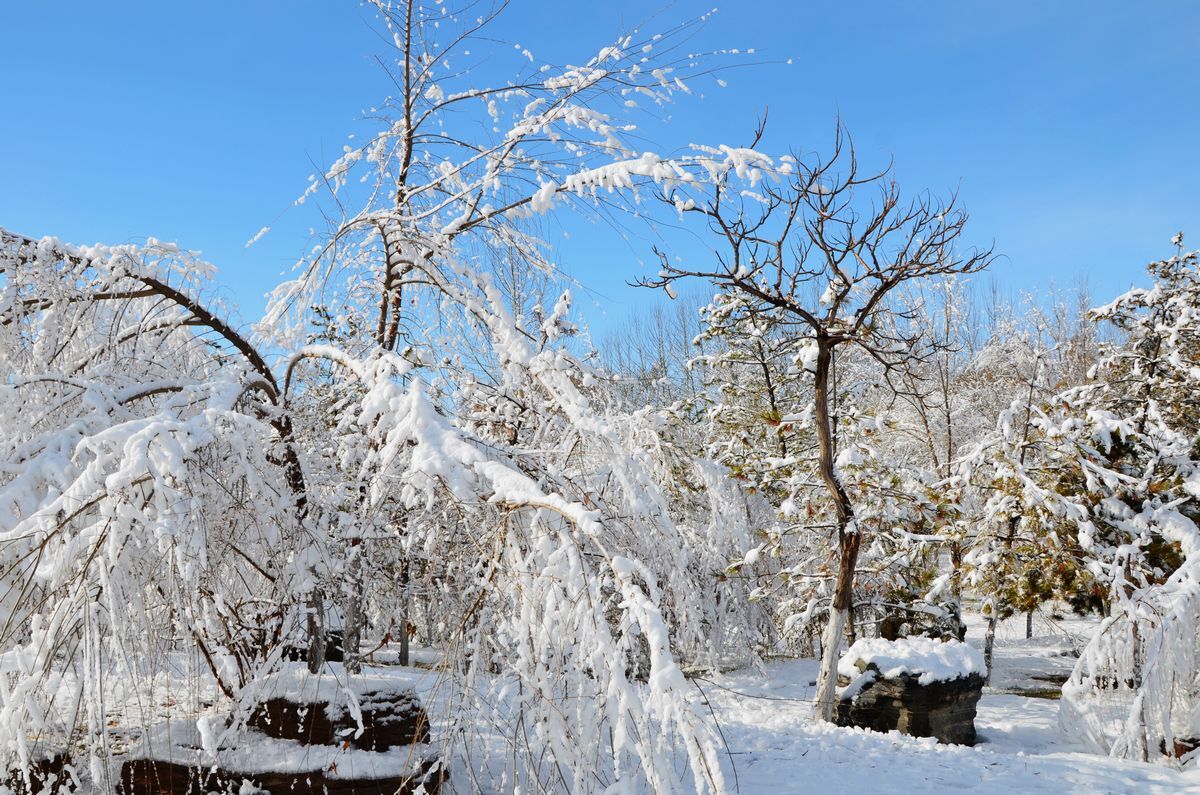 青森市、37年ぶり記録的大雪 積雪111センチは平年の3倍以上 | 河北新報オンライン