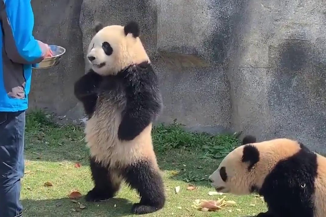 饲养员拿食物逗熊猫，看熊猫气急叉腰站起来大骂，超萌