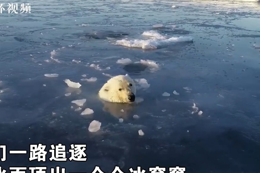 北极熊追逐无人机把冰面顶出一连串冰窟窿