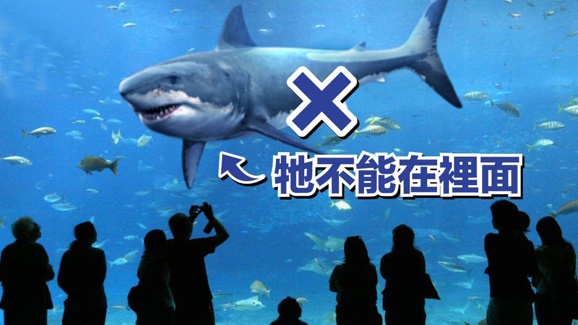 为什么海洋馆从没有大白鲨？_凤凰网视频_凤凰网