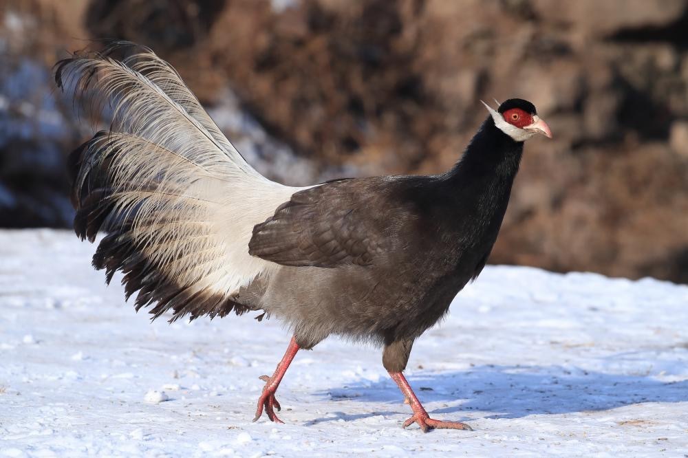 为中国特产鸟类褐马鸡，现被列为濒危的保护鸟。