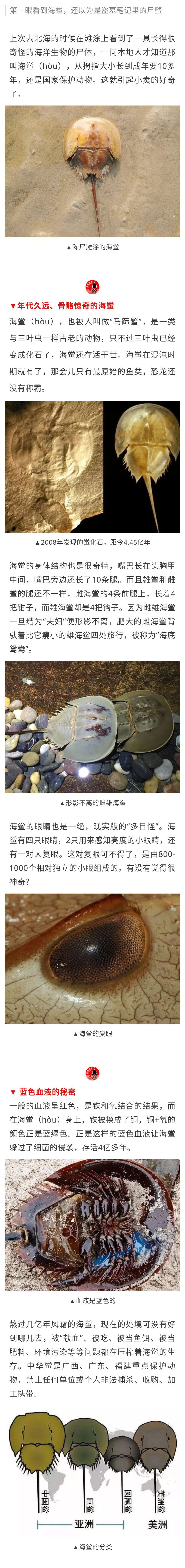 科普 拥有蓝色血液的活化石—海鲎