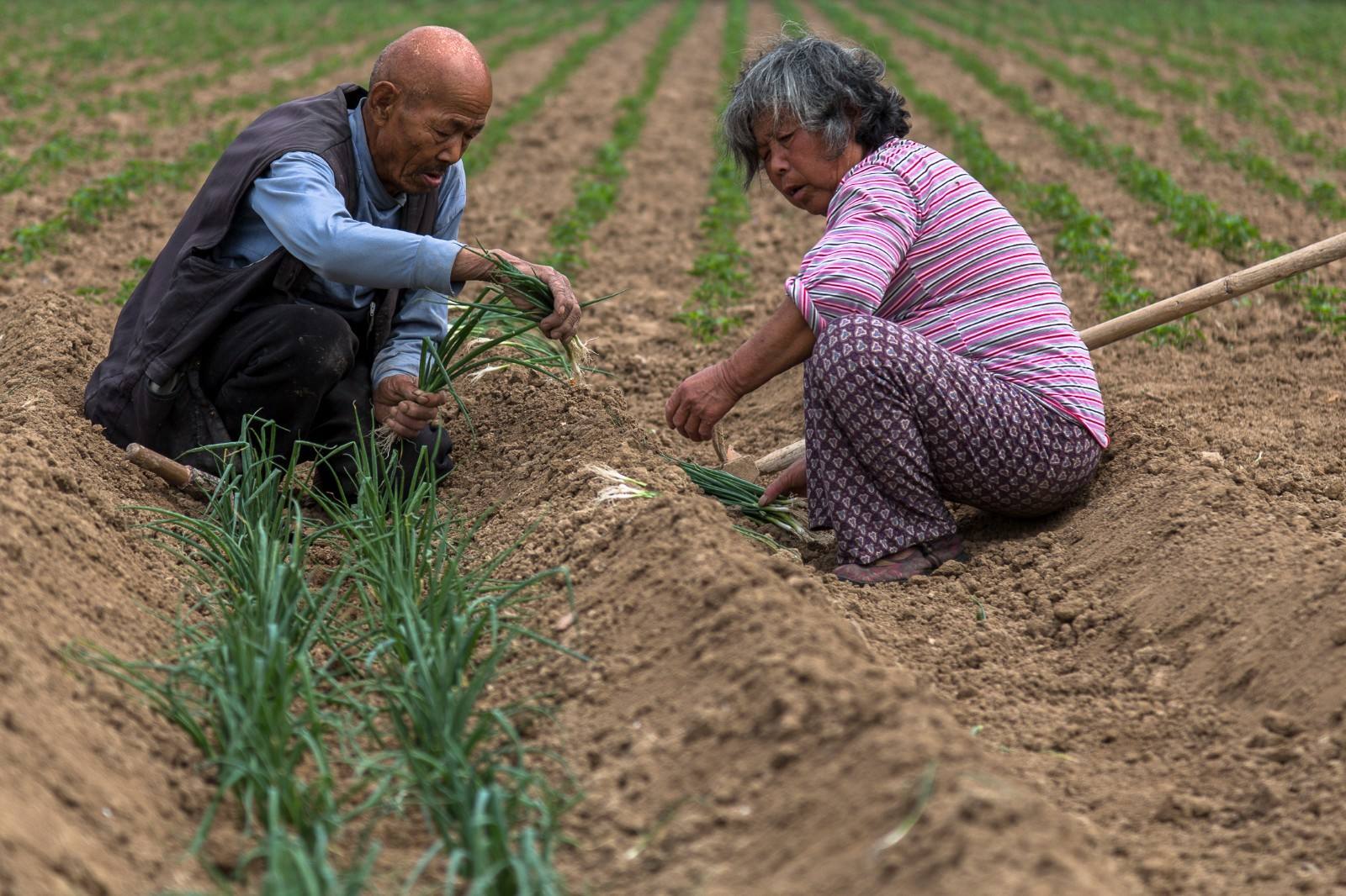 农村老人,七八十岁了,却还在种地,是真的喜欢种地吗?