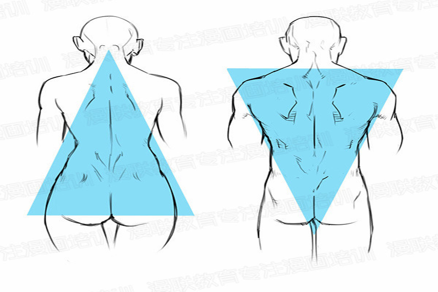零基础如何学好人体结构?正确掌握男女背部区别画法!(一)__凤凰网
