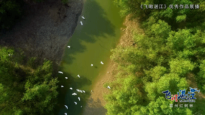 飞阅湛江|雷州红树林,一个被誉为