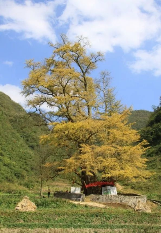 9, 贵州福泉古银杏树 5000 岁