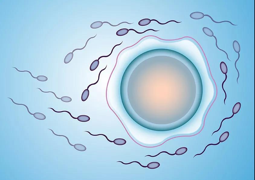 为什么只有它成功与卵子结合受精了,其他的精子怎么了?