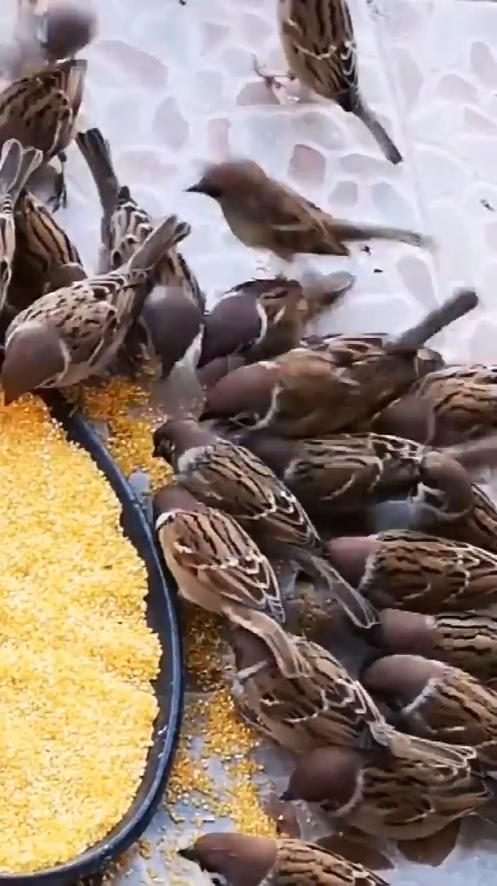 冬天鸟儿缺少食物，给它们布施粮食功德无量