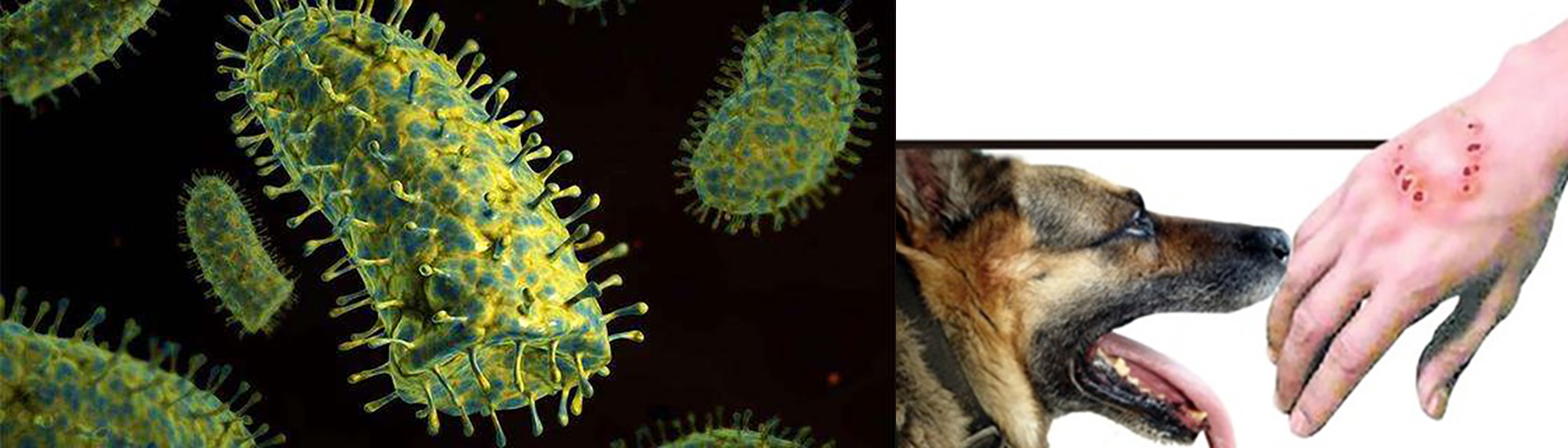 五 狂犬病毒 rabies virus)