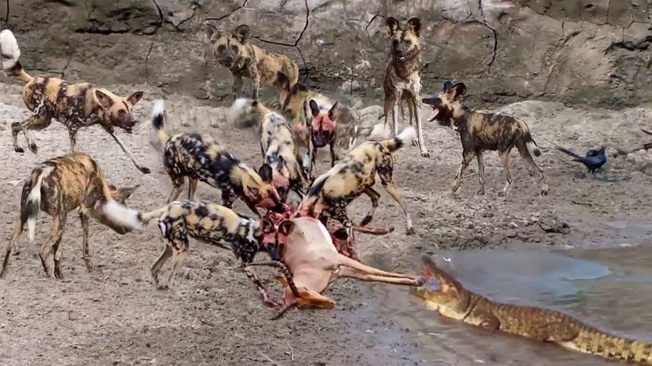 弱肉强食-野性世界的自然法则-鬣狗vs豹子 鳄鱼vs野狗 野狗vs羚羊